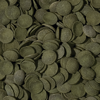 Tropical Green Algae Wafers dla Glonojadów 45g/100ml