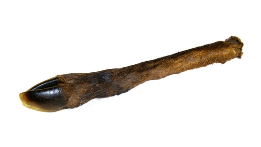 Noga jelenia z futrem - 1szt.  